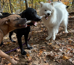 Finding a Dog Walker Your Dog Will Actually Look Forward To