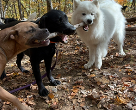 Finding a Dog Walker Your Dog Will Actually Look Forward To