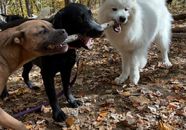 Finding a Dog Walker Your Dog Will Actually Look Forward To