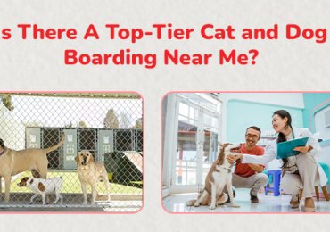 Dog Boarding Near Me | CGS Hospital