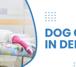 Dog Clinic In Delhi  | CGS Hospital