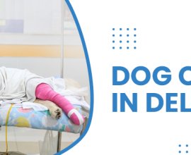 Dog Clinic In Delhi  | CGS Hospital
