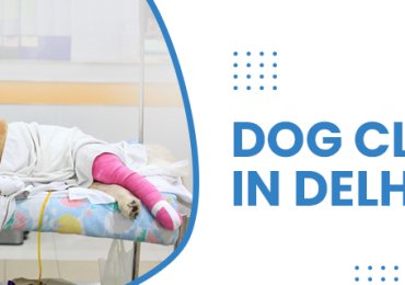 Dog Clinic In Delhi  | CGS Hospital
