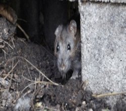 Take Back Your Property with Professional Rat Control
