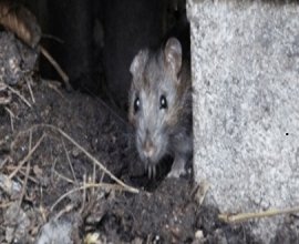Take Back Your Property with Professional Rat Control