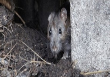 Take Back Your Property with Professional Rat Control