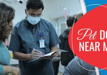 Pet Doctors Near Me  | CGS Hospital