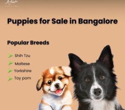 Premium Puppies for Sale in Bangalore | Aubree.co.in