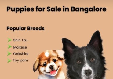 Premium Puppies for Sale in Bangalore | Aubree.co.in