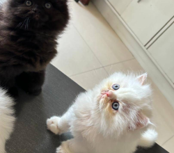 Cat shop in Dehradun