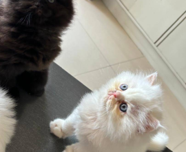 Cat shop in Dehradun