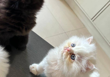 Cat shop in Dehradun