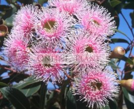 Online Plants