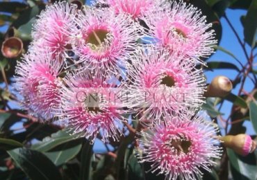 Online Plants