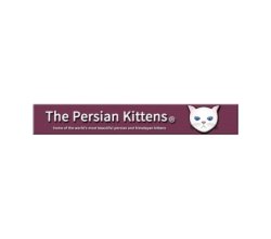 The Persian Kittens