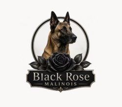 Blackrosemalinois