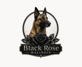 Blackrosemalinois