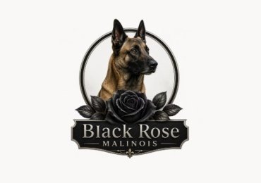Blackrosemalinois