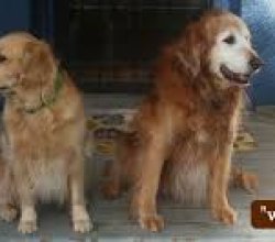 Boarding For Older Dogs Near Me Lents
