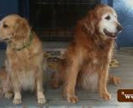 Boarding For Older Dogs Near Me Lents
