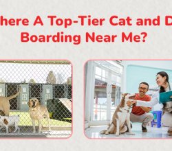 Cat Boarding Near Me | CGS Hospital