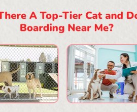 Emergency Veterinary Hospital in Gurgaon  | CGS Hospital