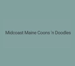 Midcoast Maine Coons n Doodles