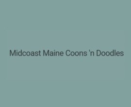 Midcoast Maine Coons n Doodles