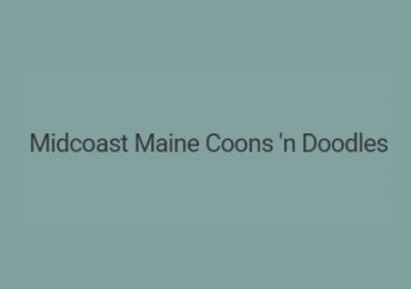 Midcoast Maine Coons n Doodles
