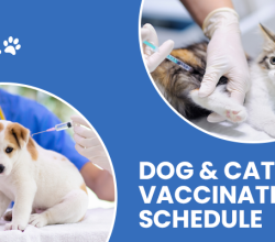 Cat Vaccination Schedule | CGS Hospital