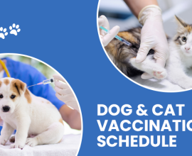 Cat Vaccination Schedule  | CGS Hospital