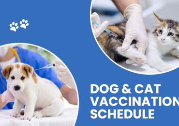 Cat Vaccination Schedule  | CGS Hospital