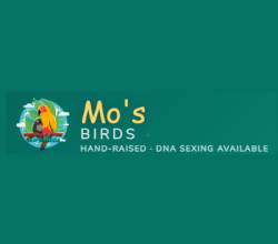 Mo’s Birds