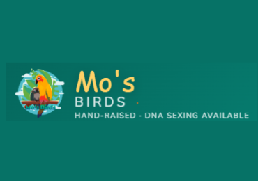 Mo’s Birds