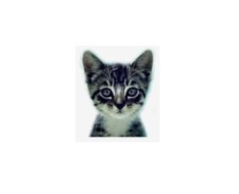 We Love Cats and Kittens