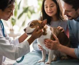 Gentle Pet Passages