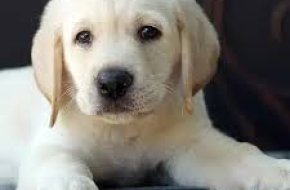 Labrador Retriever Puppy Wanted