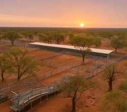 Cattle Yard Design