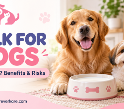 Milk for Dogs: Complete Guide for Pet Parents | Furever Kare